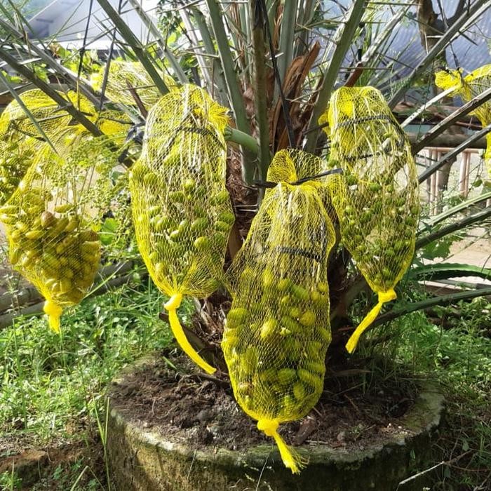 Bibit Kurma Ajwa Aliya umur 1 th up