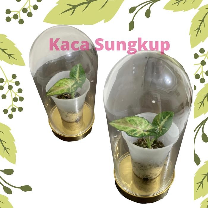 Kaca Sungkup / Tempat sungkup tanaman hias