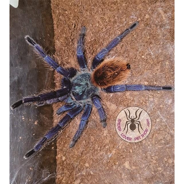 lyigyophile CHROMATOPELMA CYANEOPUBESCENS / GBB /GREEN BOTTLE BLUE 1-1.5 CM UNSEX