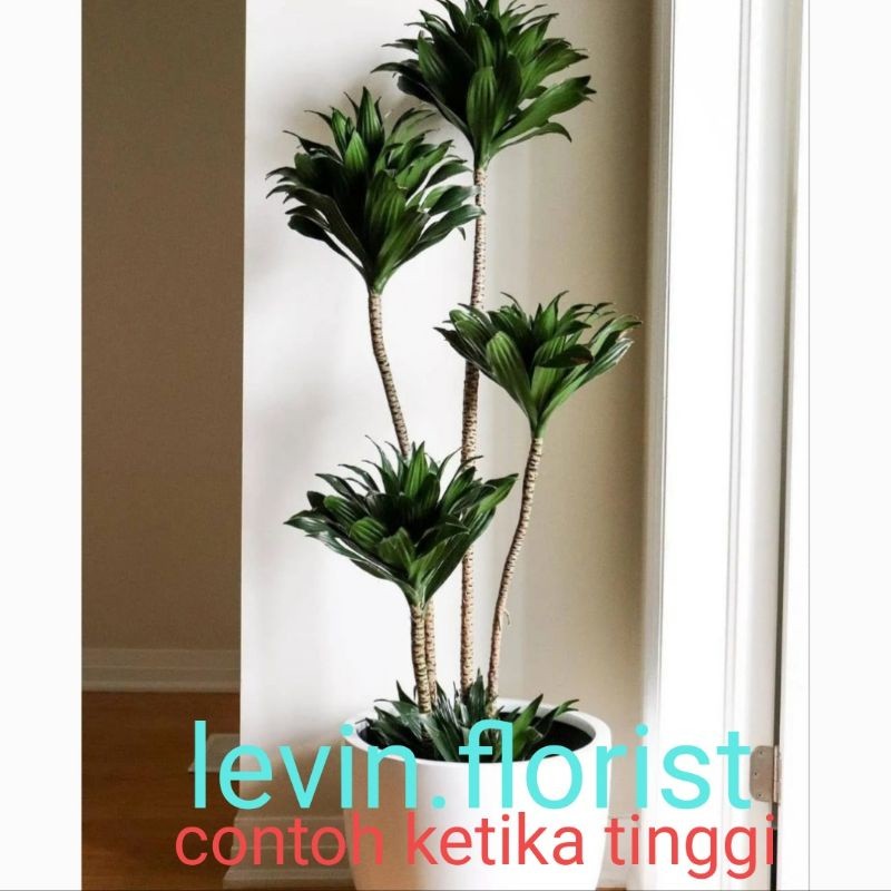 Dracaena Janet Craig / Compacta Green / Dracena Hijau Bibit Tanaman Hias Bunga