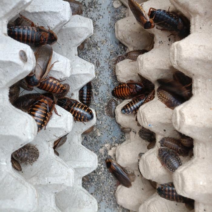 PREMIUM Mainan Kecoa Dubia Blaptica Indukan Sepasang - Dubia Roach