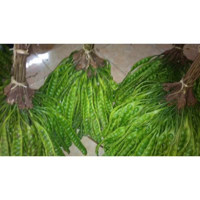 

PETE JUMBO SEGAR 1 PAPAN