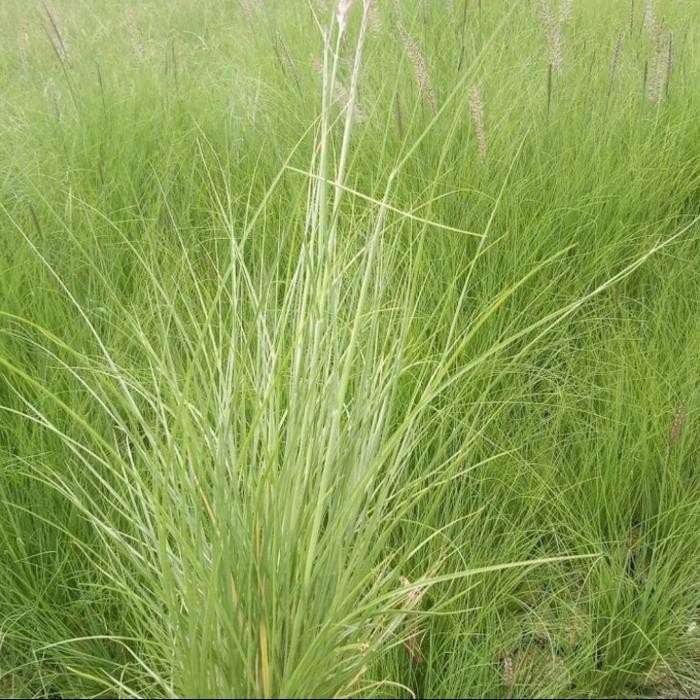 JTTOP" TANAMAN BUNTUT KUDA TANAMAN EKOR KUDA