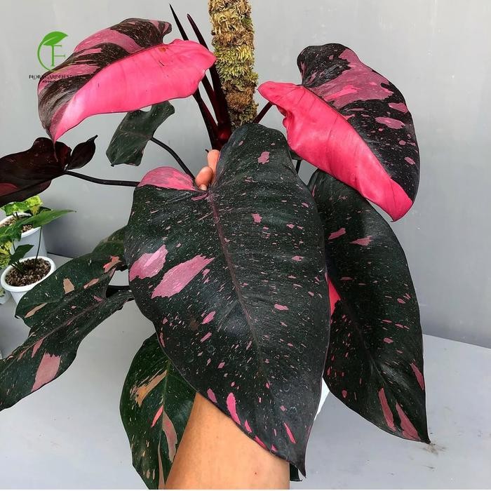 JTTOP" TANAMAN HIAS PHILODENDRON BLACK CHERRY - PHILODENDRON BLACK CERRY - SIZE BESAR