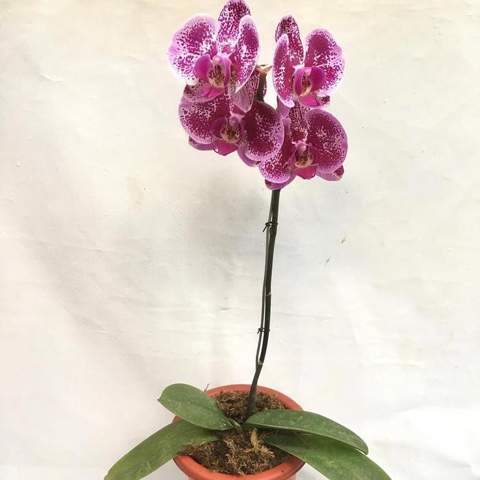 JTTOP" TANAMAN HIAS BUNGA ANGGREK BULAN - POHON ANGGREK BULAN