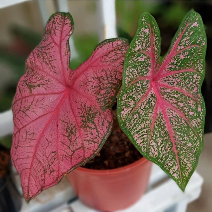 JTTOP" TANAMAN HIAS CALADIUM HYBIRD - CALADIUM FANIEMUNSON - KELADI HYBRID