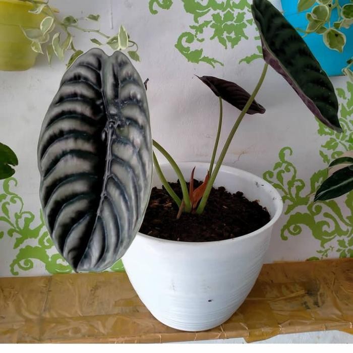 JTTOP" TANAMAN HIAS ALOCASIA CUPREA - ALOCASIA TENGKORAK HITAM
