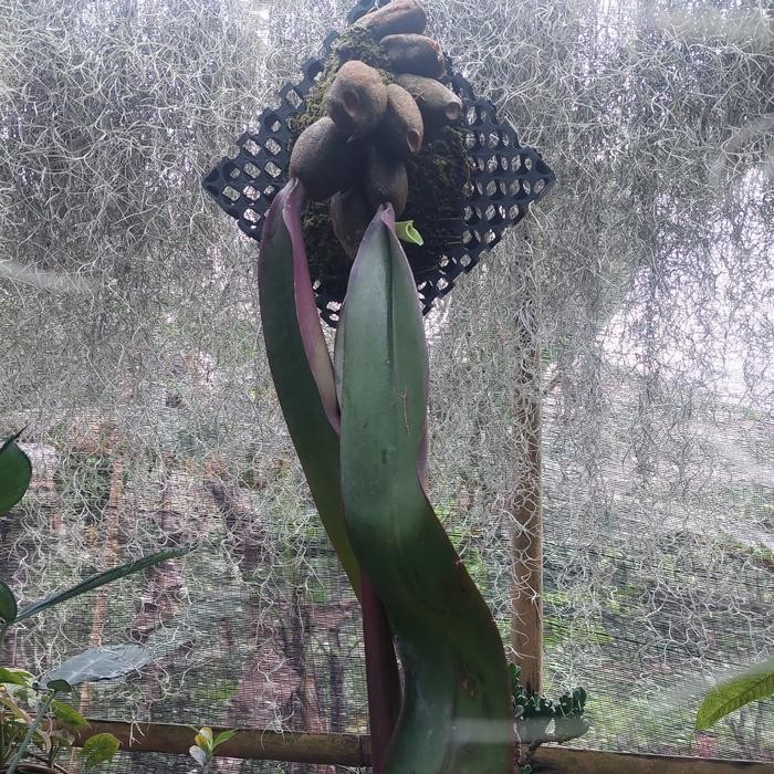 JTTOP" BULBOPHYLLUM PHALAENOPSIS / ANGGREK LIDAH PAPUA