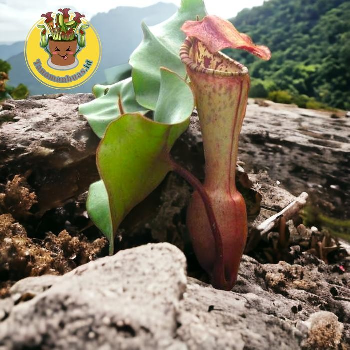 Tanaman Kantong Semar Nepenthes clipeata