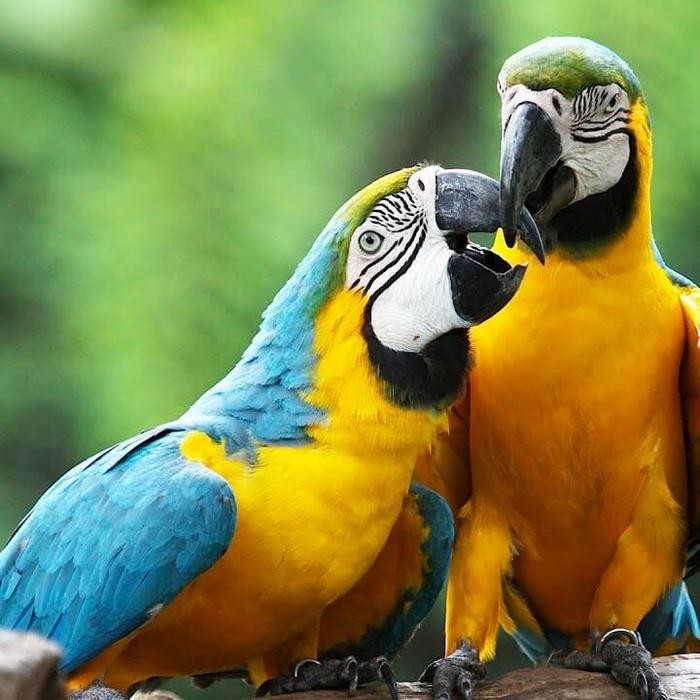 MACAW Baby BnG 2 -3 bulan /ekor