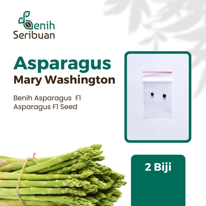 2 Bibit Asparagus Sayur F1 Mary Washington Benih Sayuran Import Super