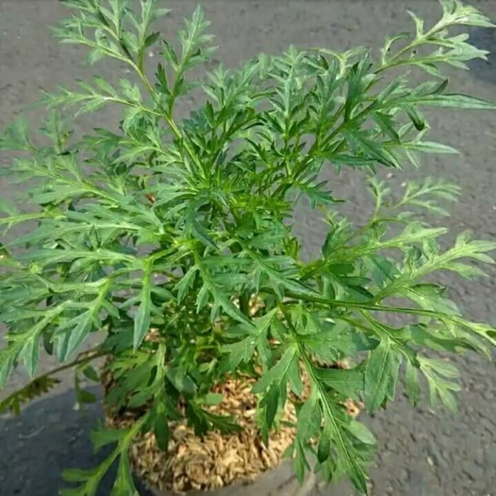 Bibit tanaman sayur kenikir - sayur herbal kenikir