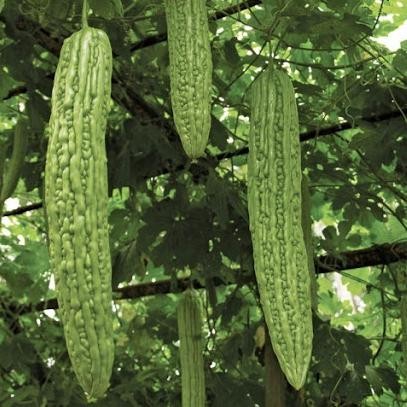 4 Benih Pare Raden F1 bibit pertanian tanaman sayur sayuran paria