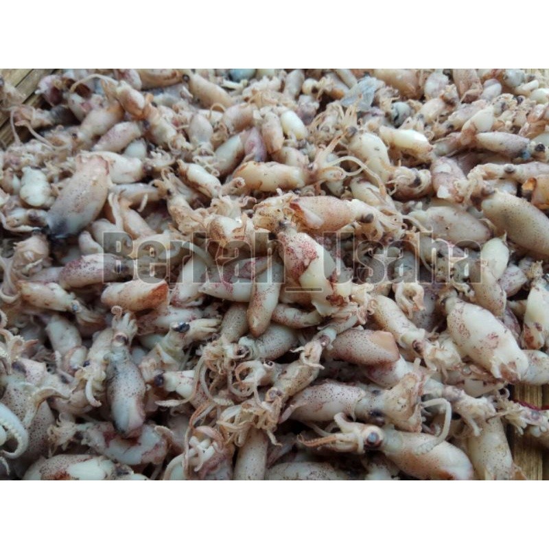 

BABY CUMI ASIN REBUS FRESH 1kg 1-2cm,2-3cm,3-4cm IKAN ASIN MURAH GROSIR SOTONG KECIL