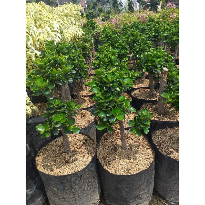 Tanaman Hias Beringin Dolar Micro/Beringin Dolar Mangkok