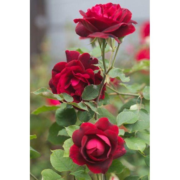 Tanaman Hias Mawar Tanpa Duri