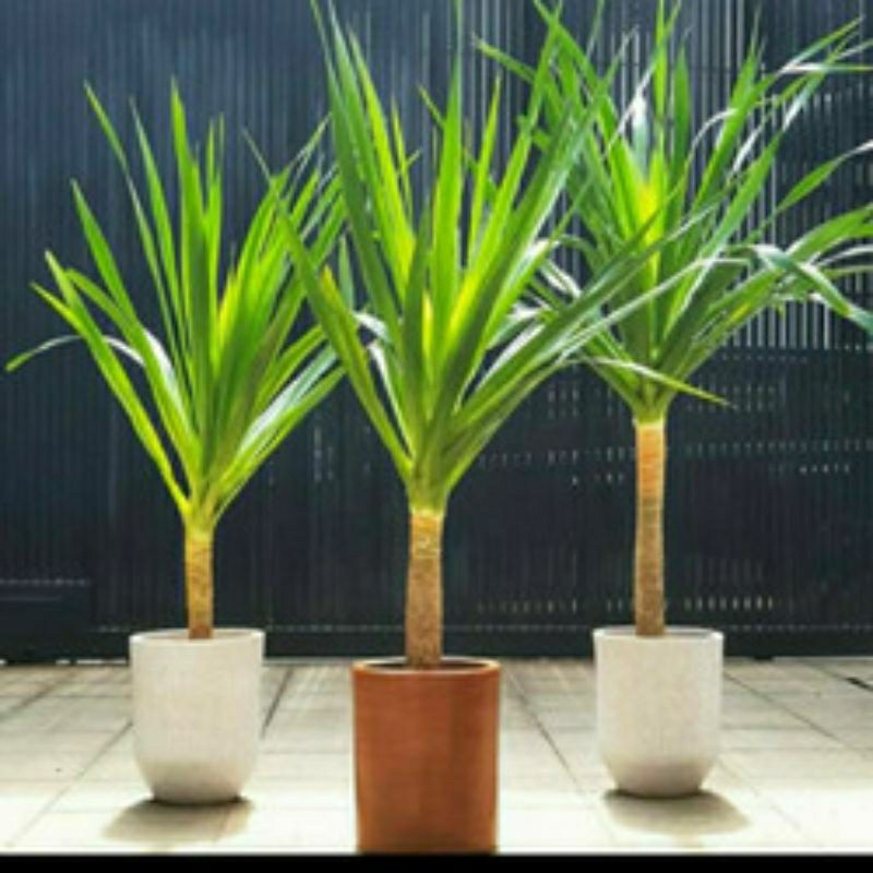 Pandan Bali Besar Sudah Berbatang(Harga Grosir)