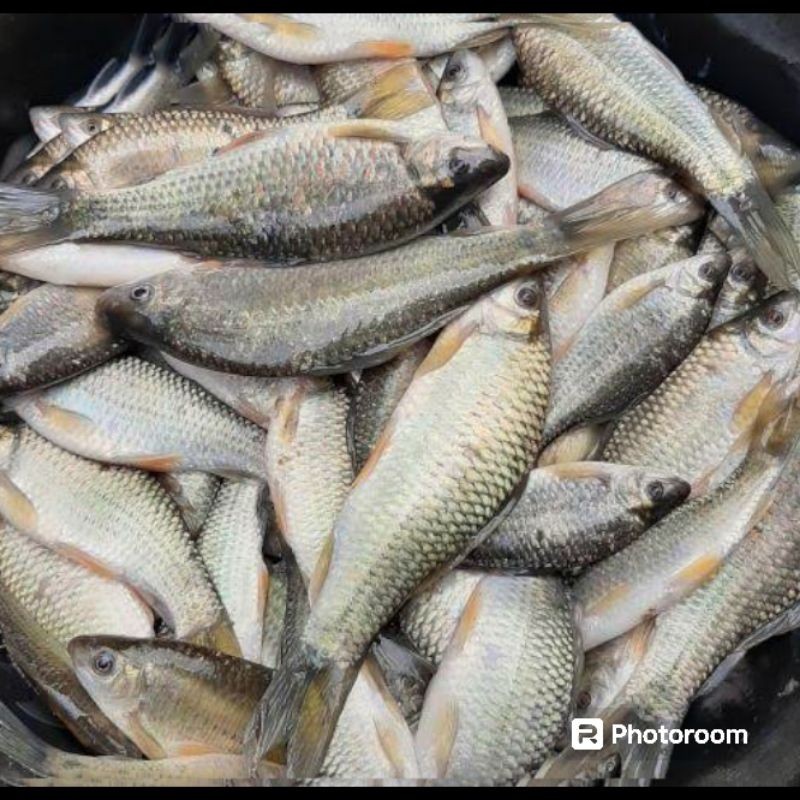 [Ready] essen ikan nilem spesial oplosan super gacor
