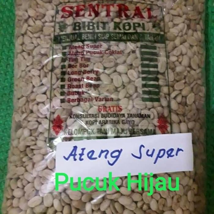 

Terlaris Bibit Kopi Siap Semai Arabika Ateng Super Pucuk Hijau 1 Kg 2000 Biji