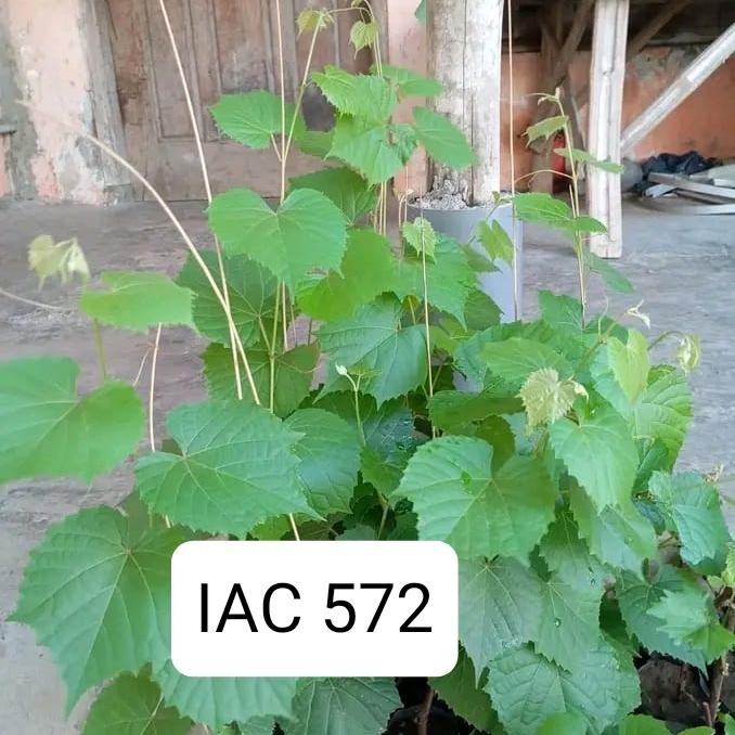 

Terlaris Bibit Rs Import Jenis Iac 572 Valid Untuk Batang Bawah