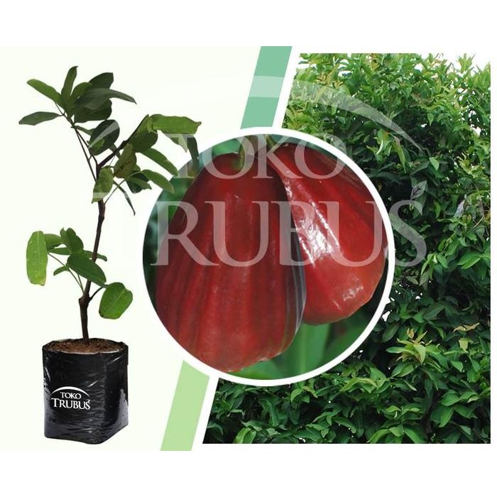 

Terlaris Bibit Tanaman Buah Jambu Air Dalhari