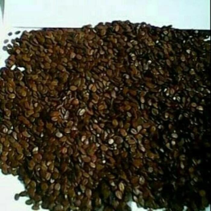 

Terlaris Promo 1 Kg Biji / Benih/ Bibit Lamtoro / Petai Cina