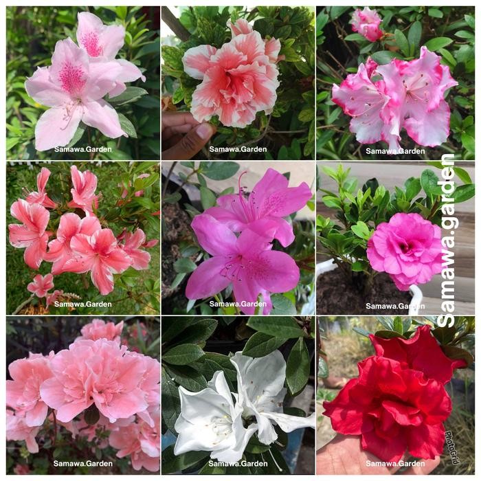 

Tanaman Hias Bunga Azalea Tanaman Hidup