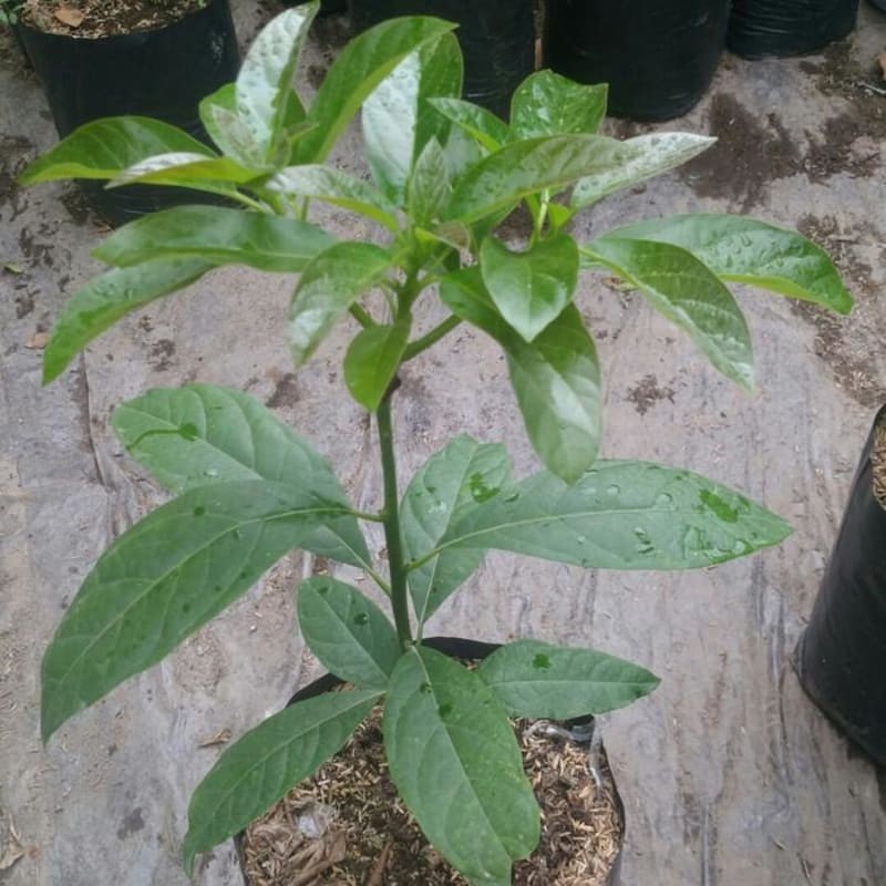 Bibit Alpukat Kelud / Alpukat Subang