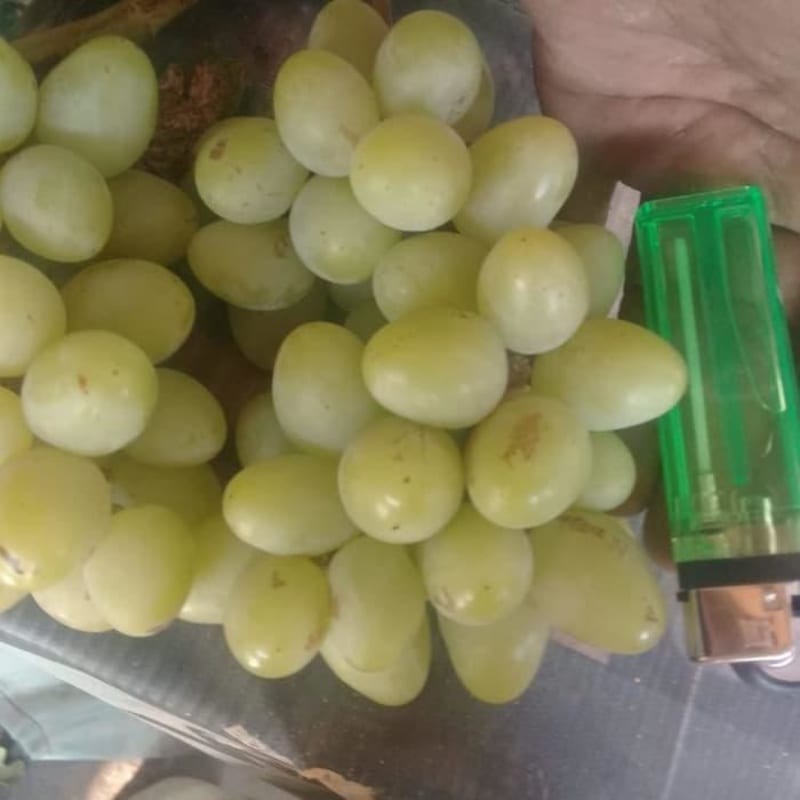 Bibit anggur import Landysh Grafting