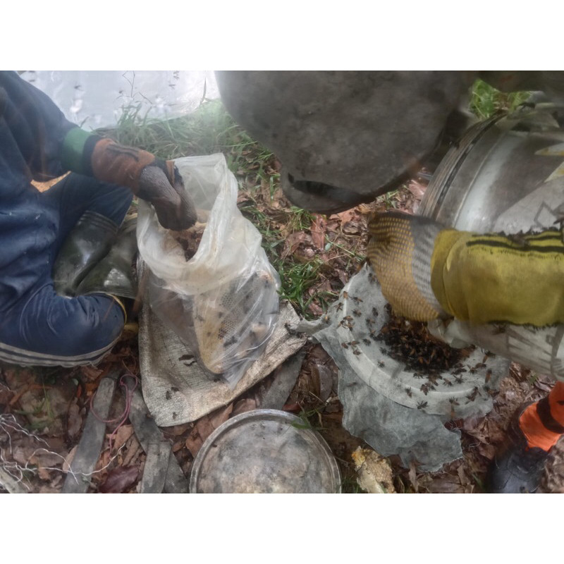 

madu sialang nektar akasia netto 1kg