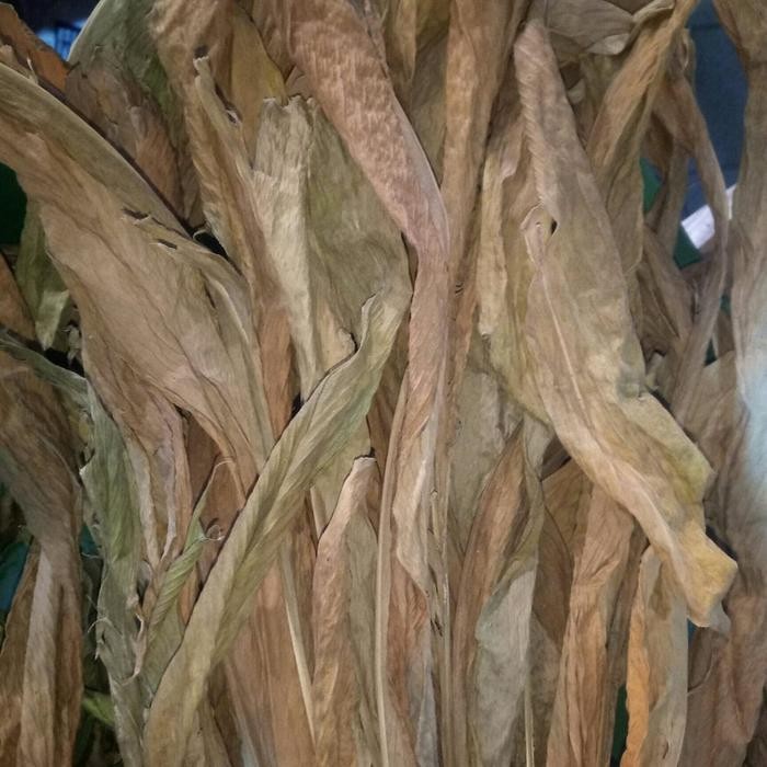 

Terlaris Daun Kunyit Kering