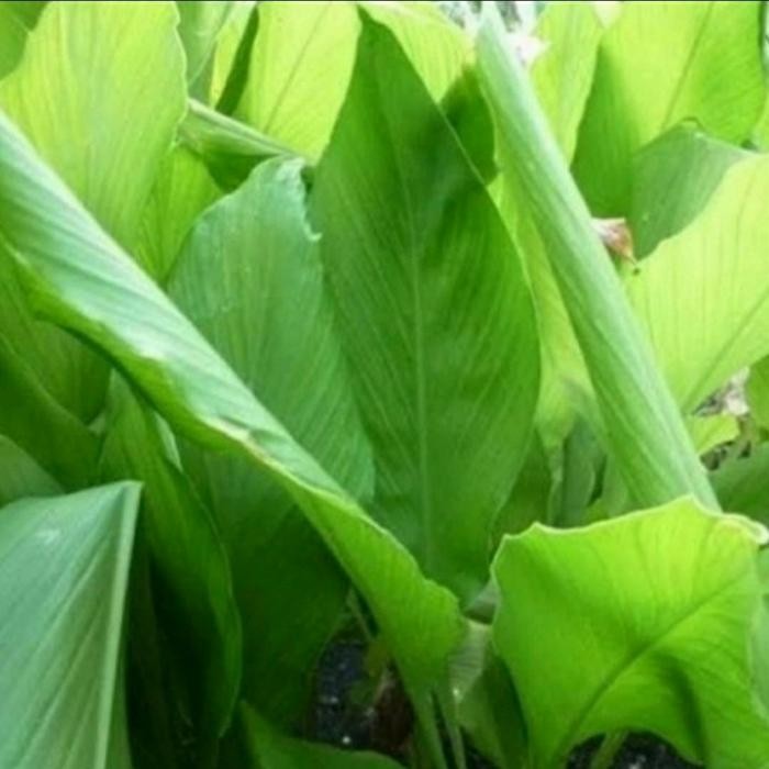 

Terlaris Daun Kunyit