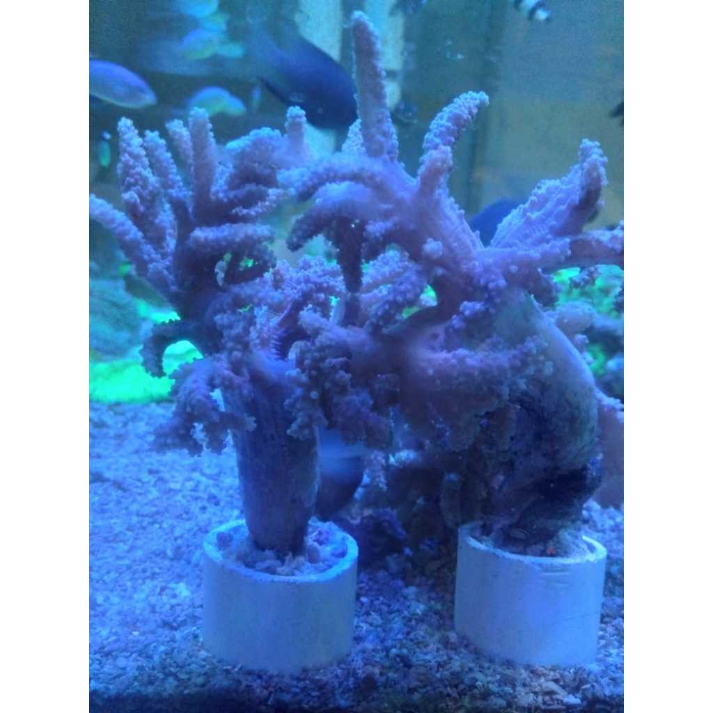 Seroja COLT [FRAG] - Colt Tree Soft Coral
