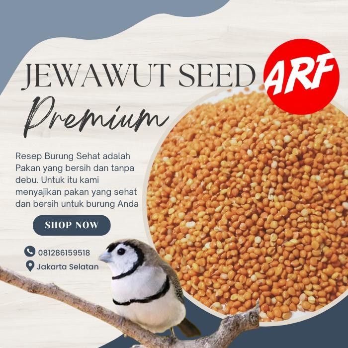 

Terlaris Pakan Burung Biji Jewawut Biji Kunyit Premium Untuk Kenari Finch Lovebird Perkutut 1 Kg