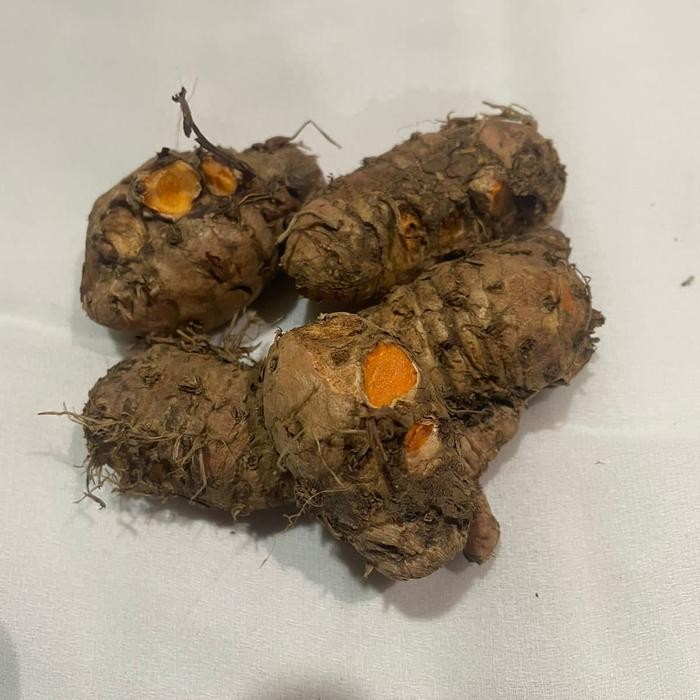 

Terlaris Biang Kunyit Segar Biang Kunyit Eceran Biang Kunyit 1/4 1/2 1Kg