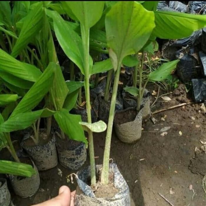 

Terlaris Tanaman Herbal Temu Putih Kunyit Putih