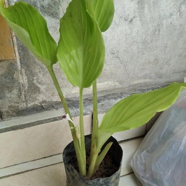 

Terlaris Bibit Kunyit Hitam Asli 2 Batang