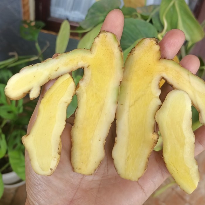 

Terlaris Temu Mangga Segar (Kunyit Mangga Segar) Berat 500 Gram