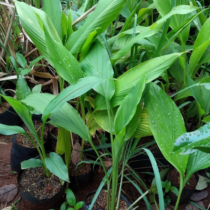 

Terlaris Bibit Tanaman Kunyit Bumbu Dapur/Pohon Kunyit Bumbu Dapur Herbal