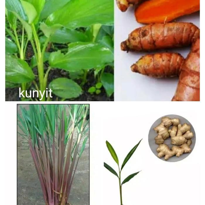 

Terlaris Paket 3 Tanaman Herbal - Kunyit - Jahe - Sereh Merah