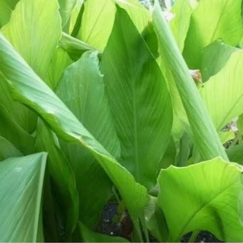 

Terlaris Daun Kunyit Segar Herbal 100 Gram