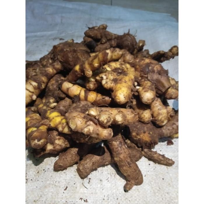 

Terlaris Kunyit Putih 500 G / Kunir Mangga Segar Alami Tua