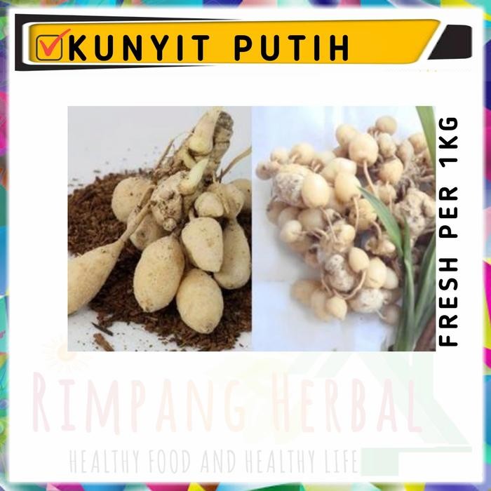 

Terlaris Kunyit Putih / Kunyit Putih Segar 1Kg