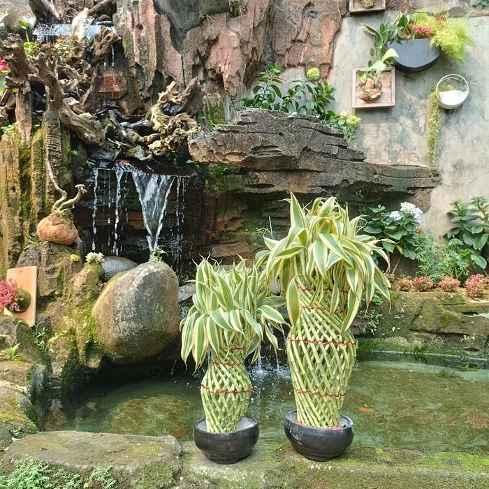 

PROMO MAGICAL LUCKY BAMBOO FENG SHUI TANAMAN BAMBU HOKI READY