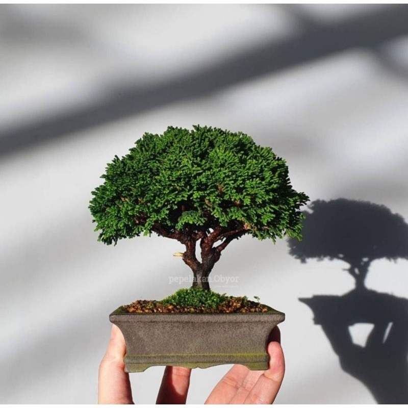Bonsai Shito Cemara Hinoki Cypress Japan Daun Super Micro ORIGINAL - Ekonomis Bonus Pot Tawon/Simadu