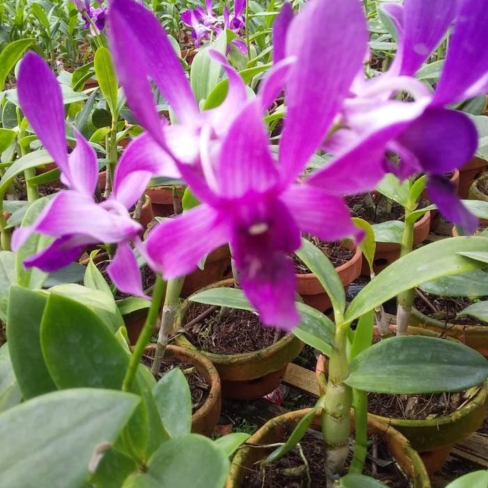 Yok Di Co. Anggrek Dendrobium Caesar Red X Caesar Warawan Dewasa.Spike/Knop 1Pot