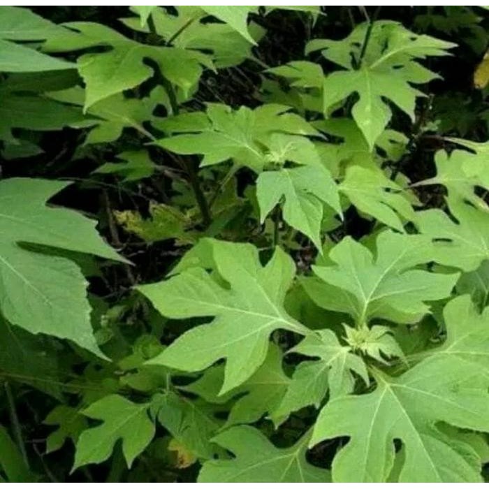 

Bibit pohon daun insulin/kipahit / Tanaman Herbal