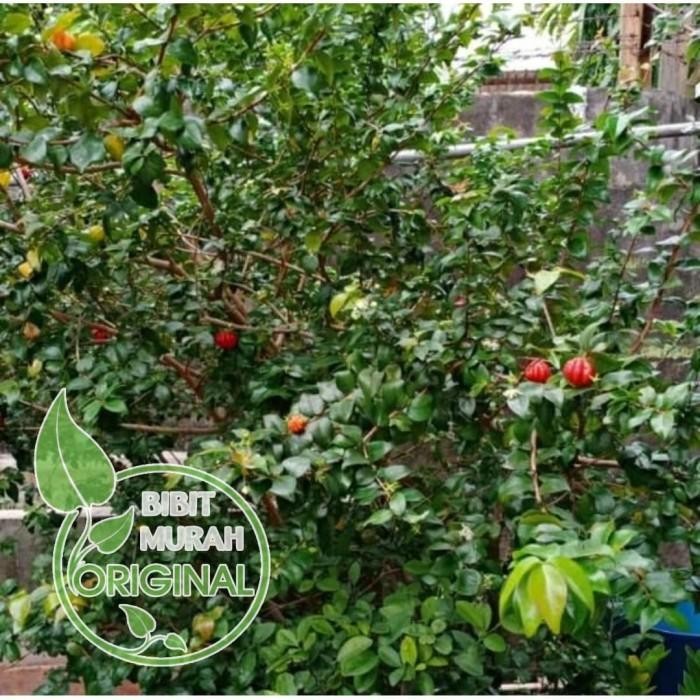 

bibit tanaman dewandaru original 1meter