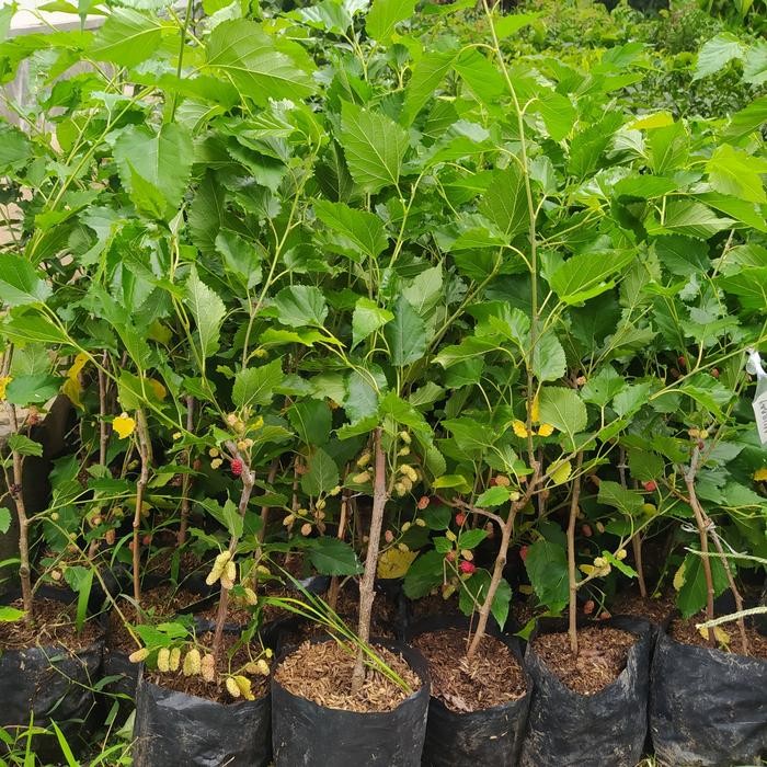 

BIBIT TANAMAN BUAH MURBEI SUDAH BERBUAH