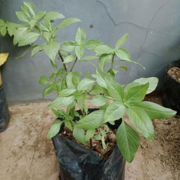 

Bibit Pohon Biji Selasih - Tanaman Daun Basil - Tanaman Obat Herba